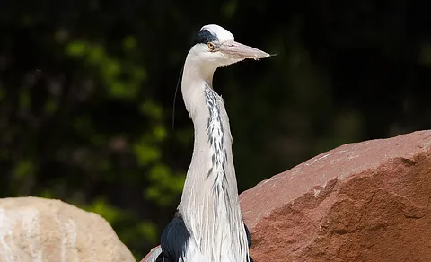Gray Heron (Ardea cinerea) — photo 2 of 6