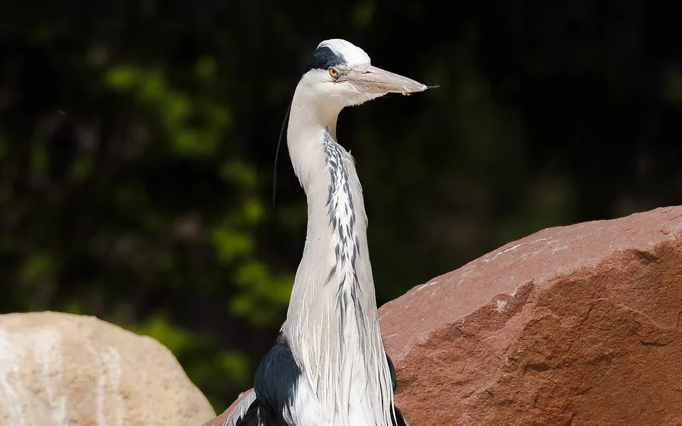 Gray Heron (Ardea cinerea) — photo 2 of 6