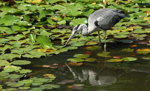 Gray Heron (Ardea cinerea) — photo 3 of 6
