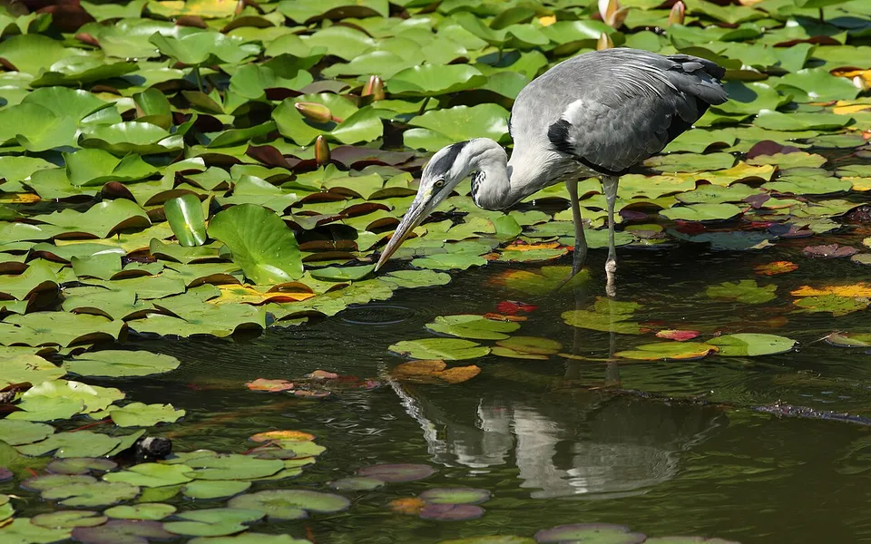 Gray Heron (Ardea cinerea) — photo 3 of 6