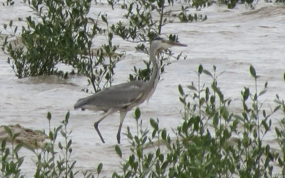 Gray Heron (Ardea cinerea) — photo 6 of 6
