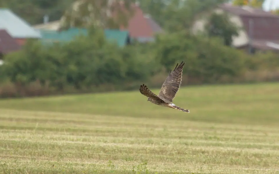 Pallid Harrier (Circus macrourus) — photo 5 of 5