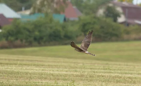 Pallid Harrier
