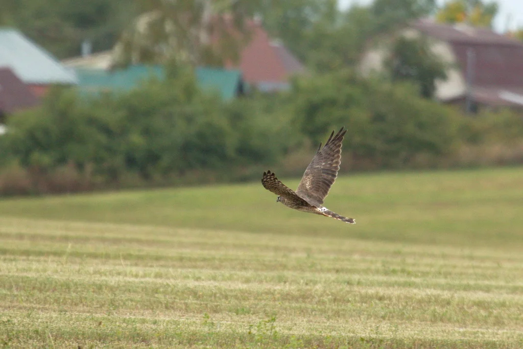 Pallid Harrier