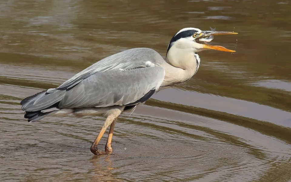 Gray Heron (Ardea cinerea) — photo 4 of 6