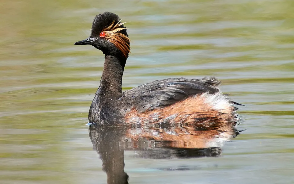Eared Grebe (Podiceps nigricollis) — photo 2 of 3