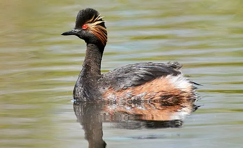 Eared Grebe (Podiceps nigricollis) — photo 2 of 3