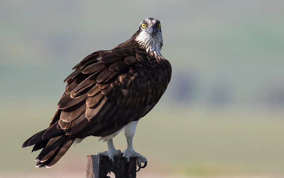 Osprey (Pandion haliaetus) — photo 3 of 4