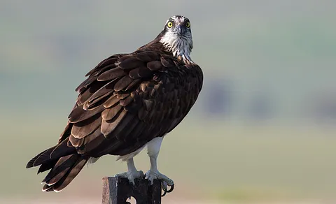 Osprey (Pandion haliaetus) — photo 3 of 4