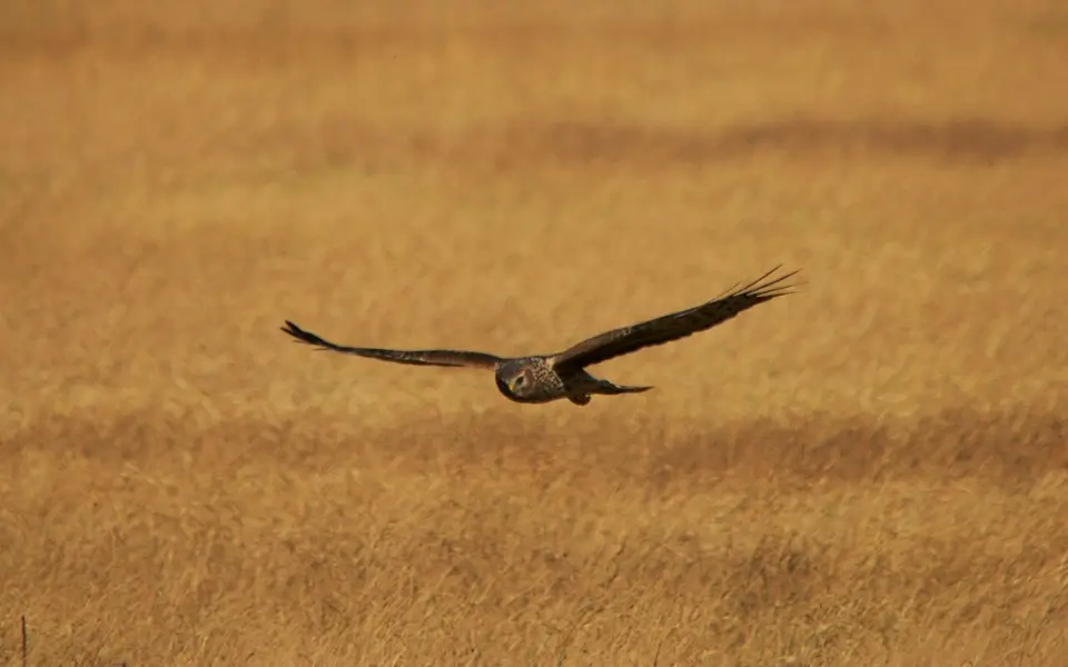 Hen Harrier (Circus cyaneus) — photo 2 of 4