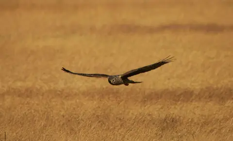 Hen Harrier (Circus cyaneus) — photo 2 of 4