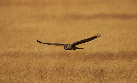Hen Harrier