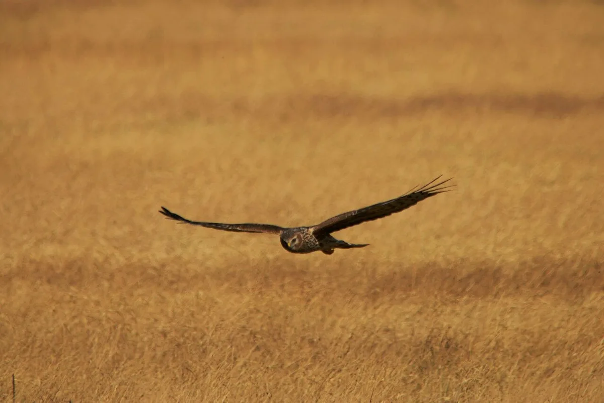 Hen Harrier
