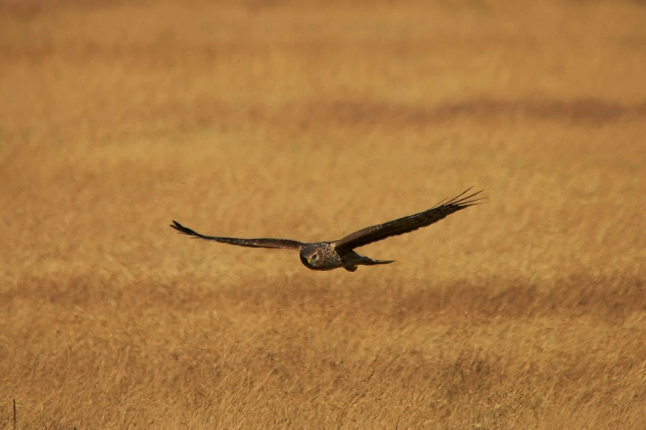 Hen Harrier