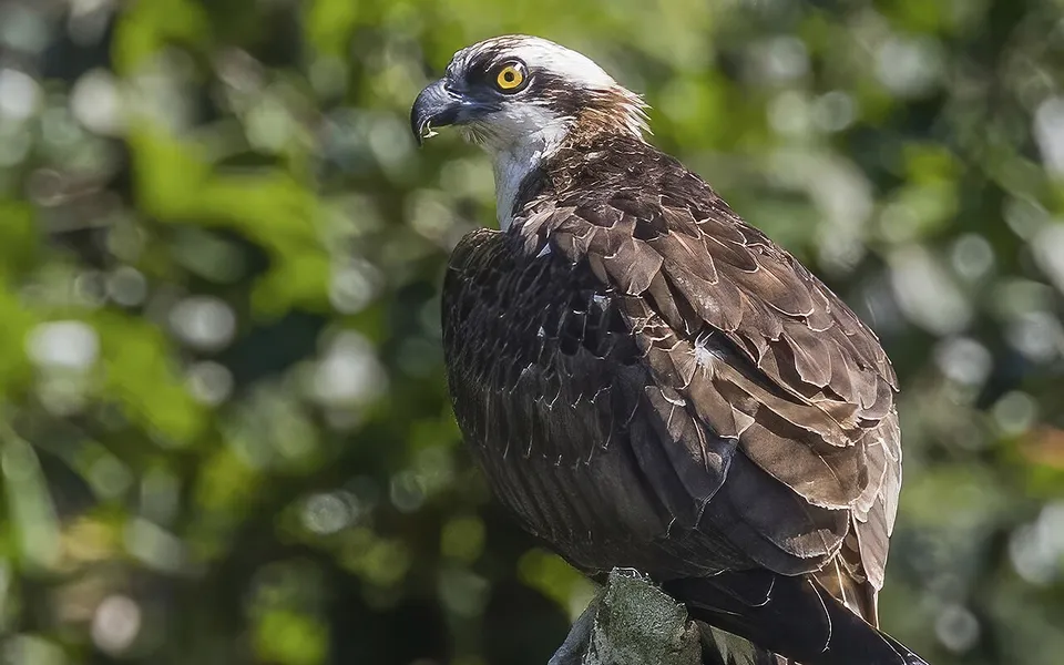 Osprey (Pandion haliaetus) — photo 4 of 4