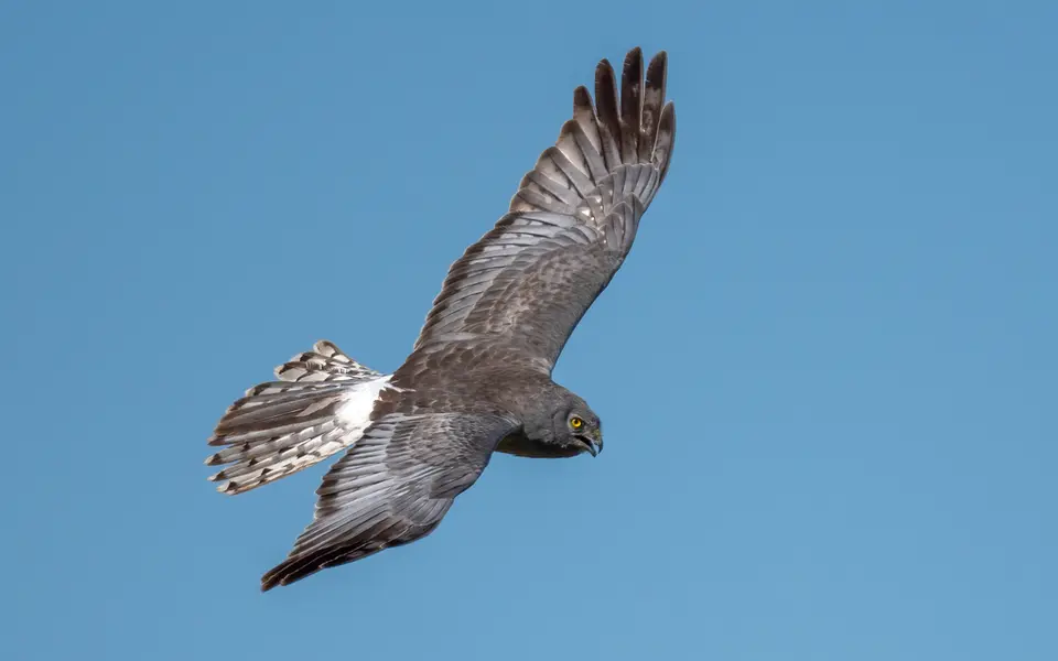 Hen Harrier (Circus cyaneus) — photo 3 of 4