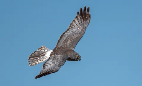 Hen Harrier