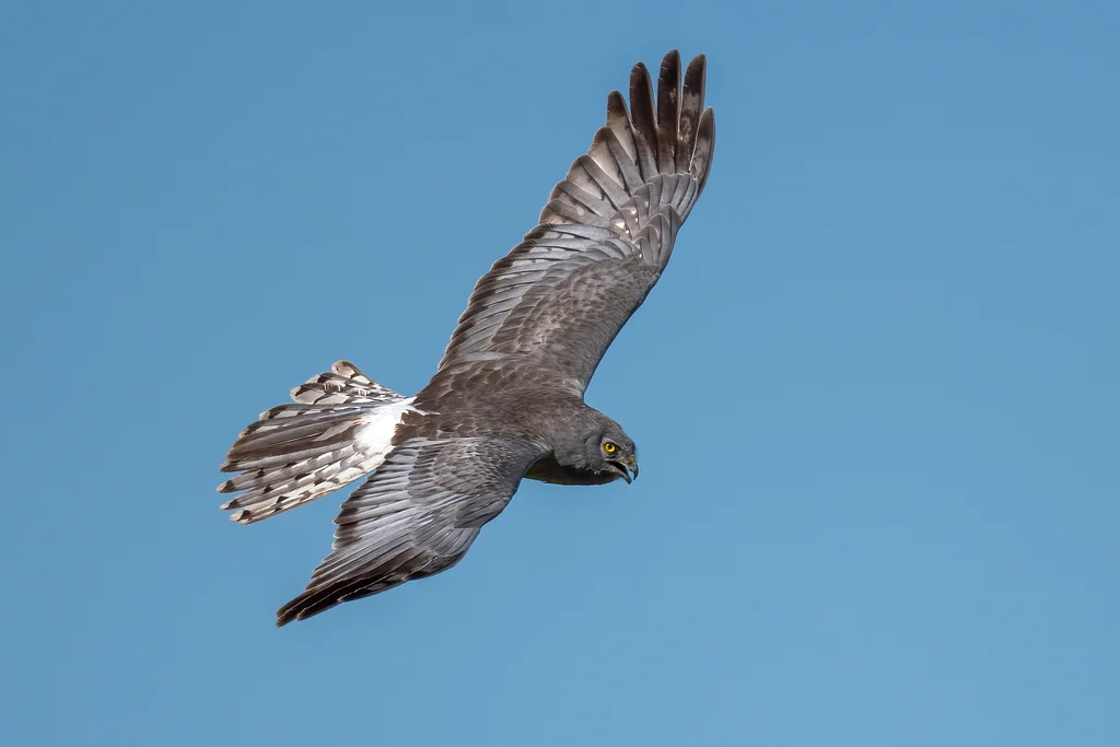 Hen Harrier