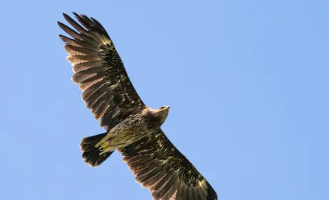 Greater Spotted Eagle (Aquila clanga) — photo 3 of 4