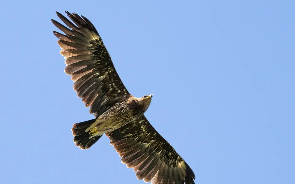 Greater Spotted Eagle (Aquila clanga) — photo 3 of 4