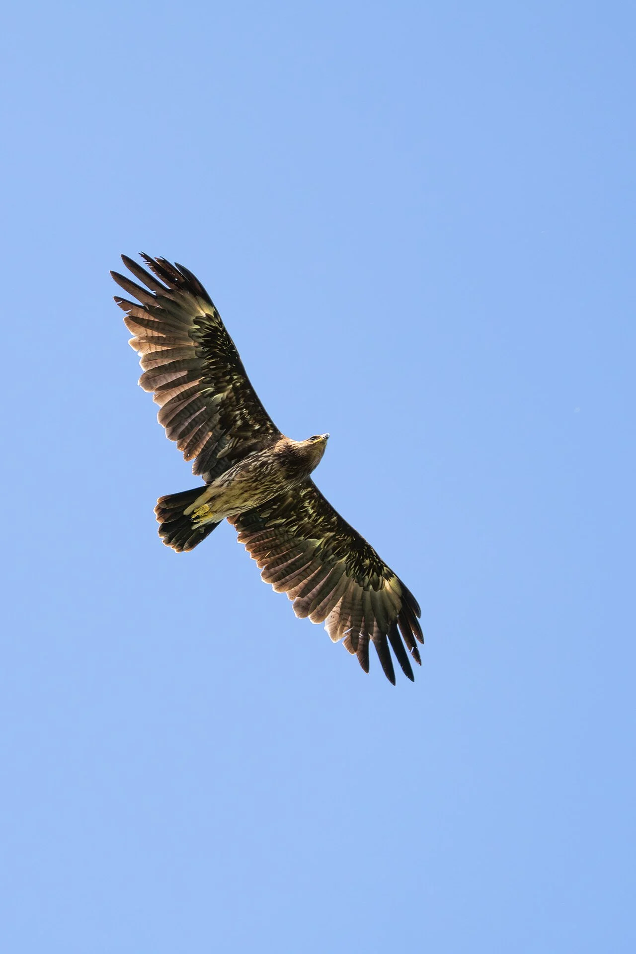 Greater Spotted Eagle