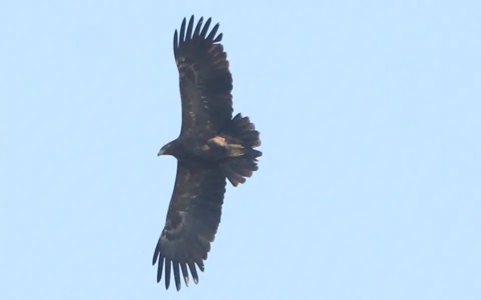 Greater Spotted Eagle (Aquila clanga) — photo 4 of 4