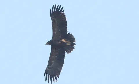 Greater Spotted Eagle