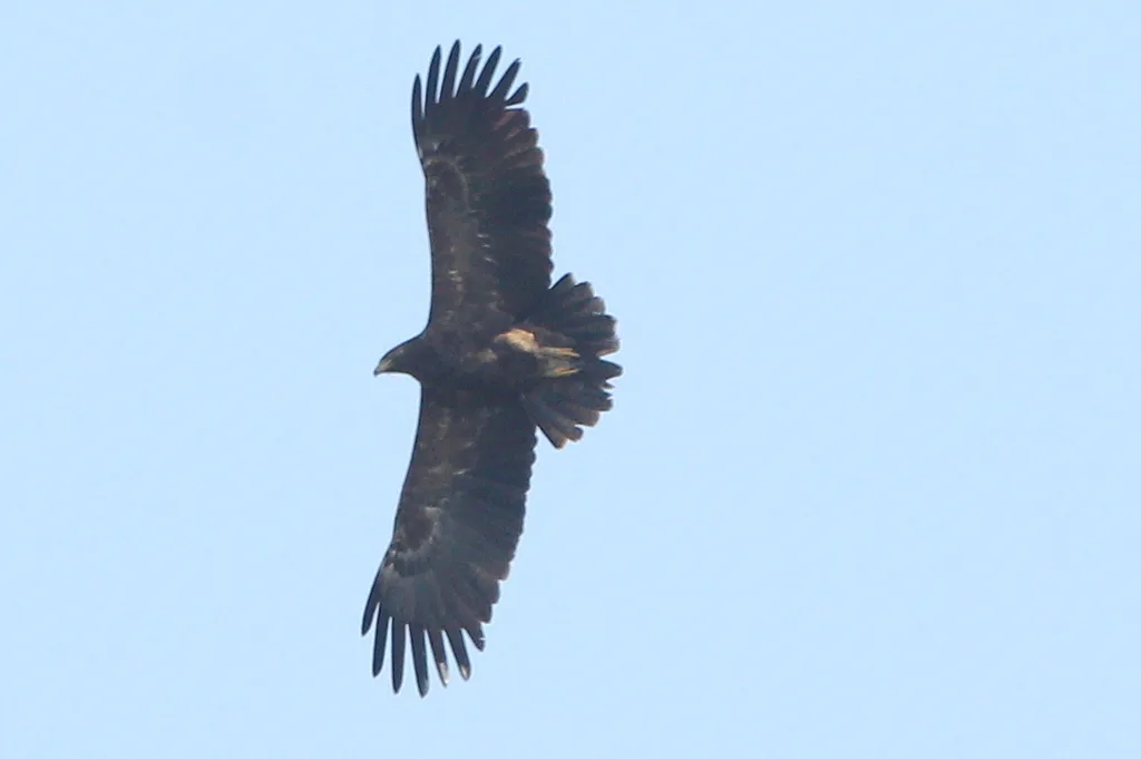 Greater Spotted Eagle