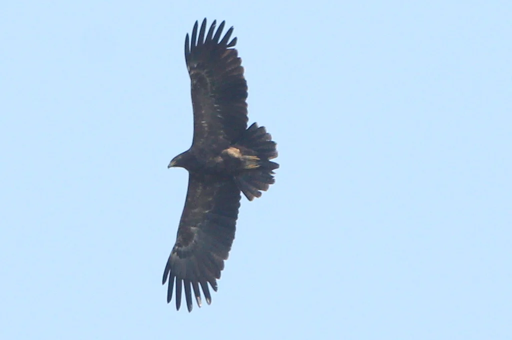 Greater Spotted Eagle