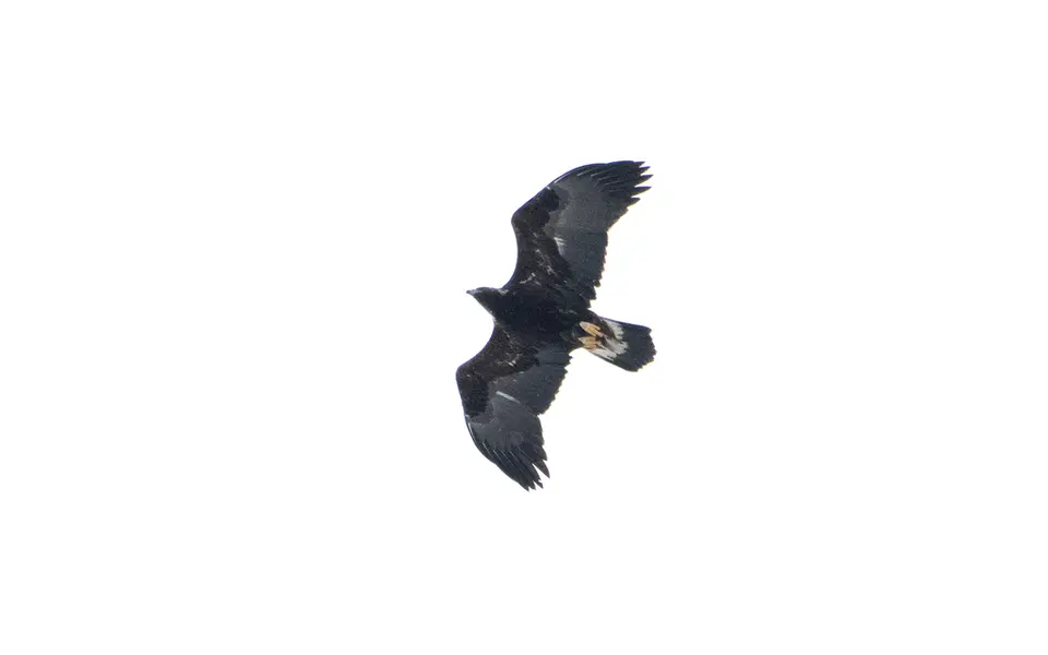 Golden Eagle (Aquila chrysaetos) — photo 3 of 3