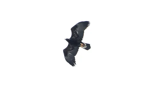 Golden Eagle