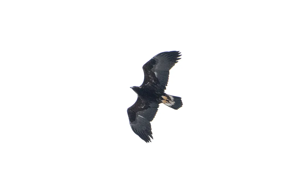Golden Eagle