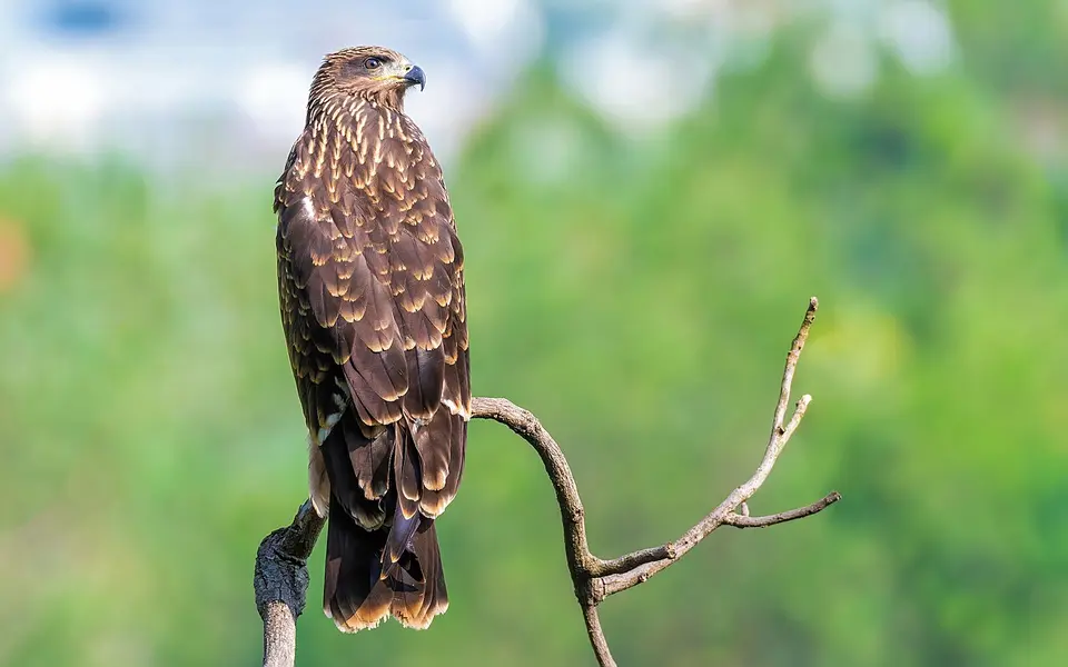 Black Kite (Milvus migrans) — photo 2 of 5
