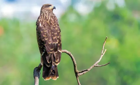 Black Kite (Milvus migrans) — photo 2 of 5