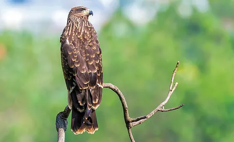 Black Kite