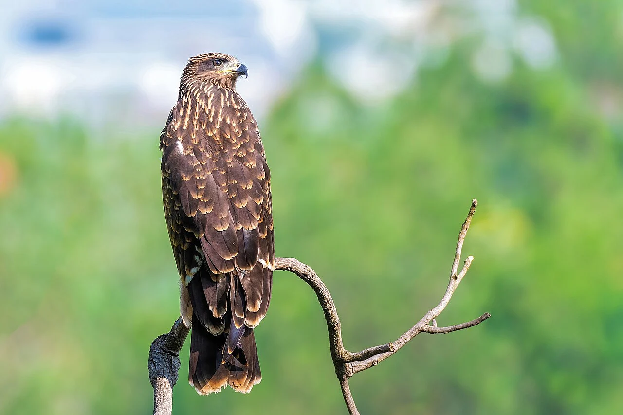 Black Kite