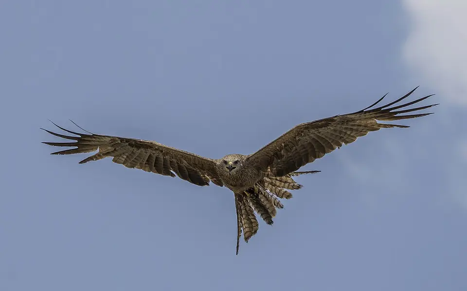 Black Kite (Milvus migrans) — photo 3 of 5