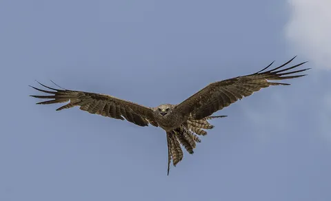 Black Kite
