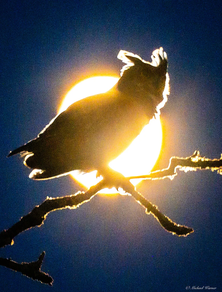 Eurasian Eagle-Owl
