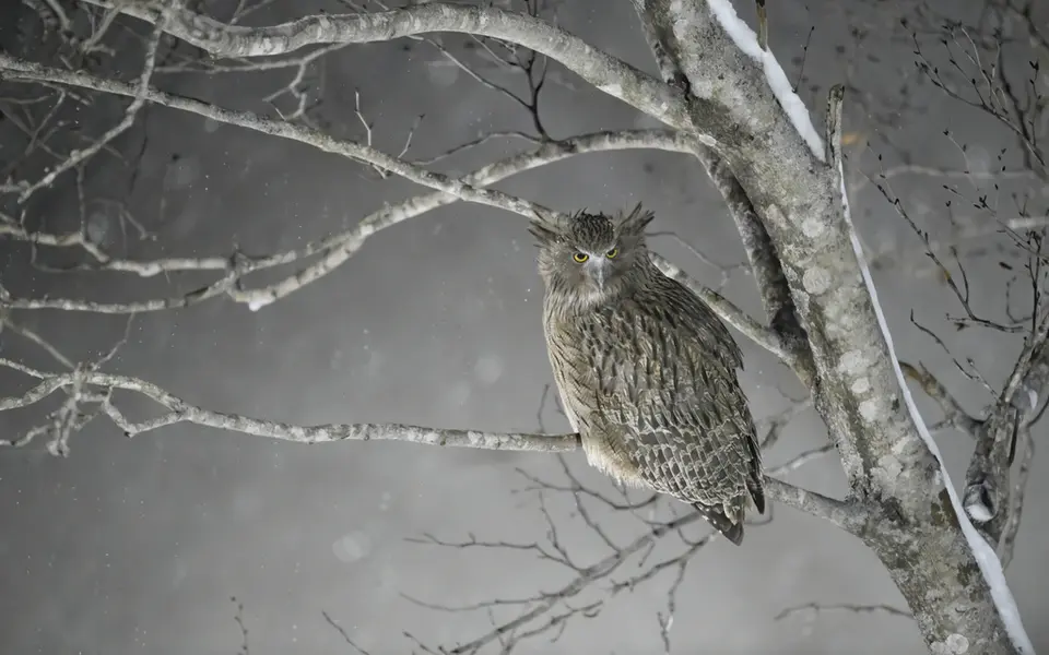 Eurasian Eagle-Owl (Bubo bubo) — photo 2 of 4