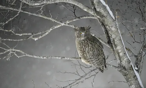 Eurasian Eagle-Owl