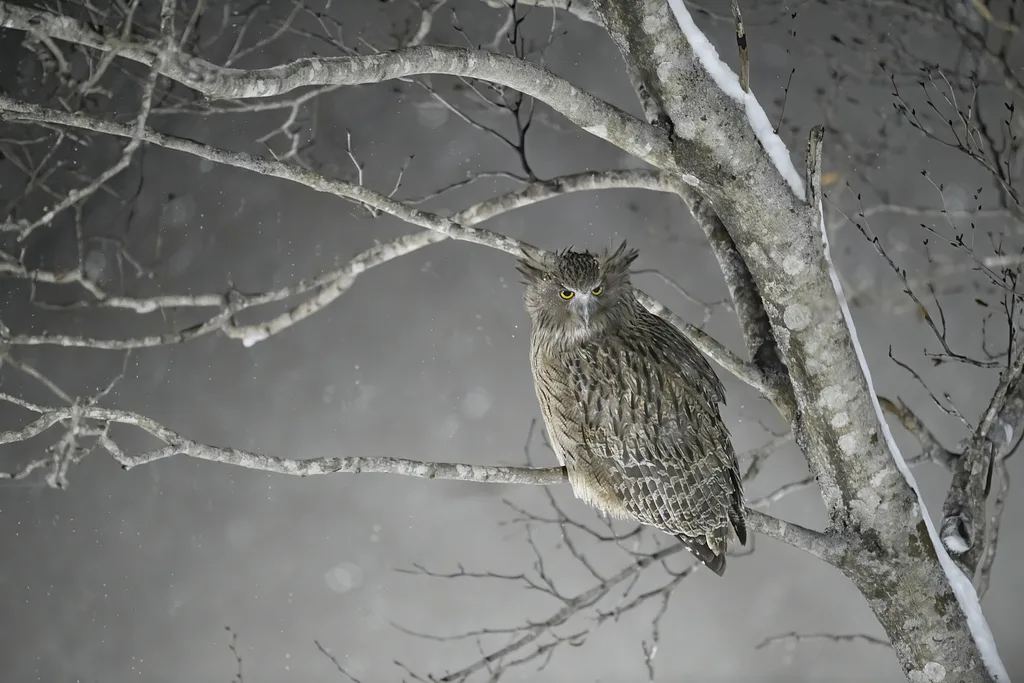 Eurasian Eagle-Owl