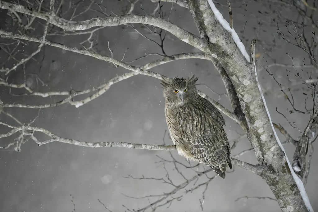 Eurasian Eagle-Owl