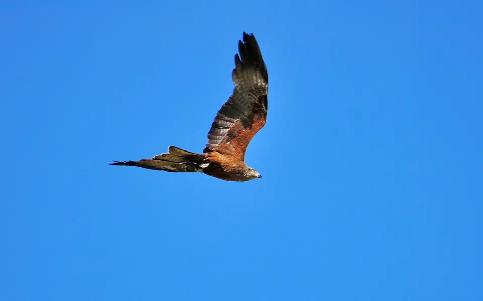 Black Kite (Milvus migrans) — photo 4 of 5