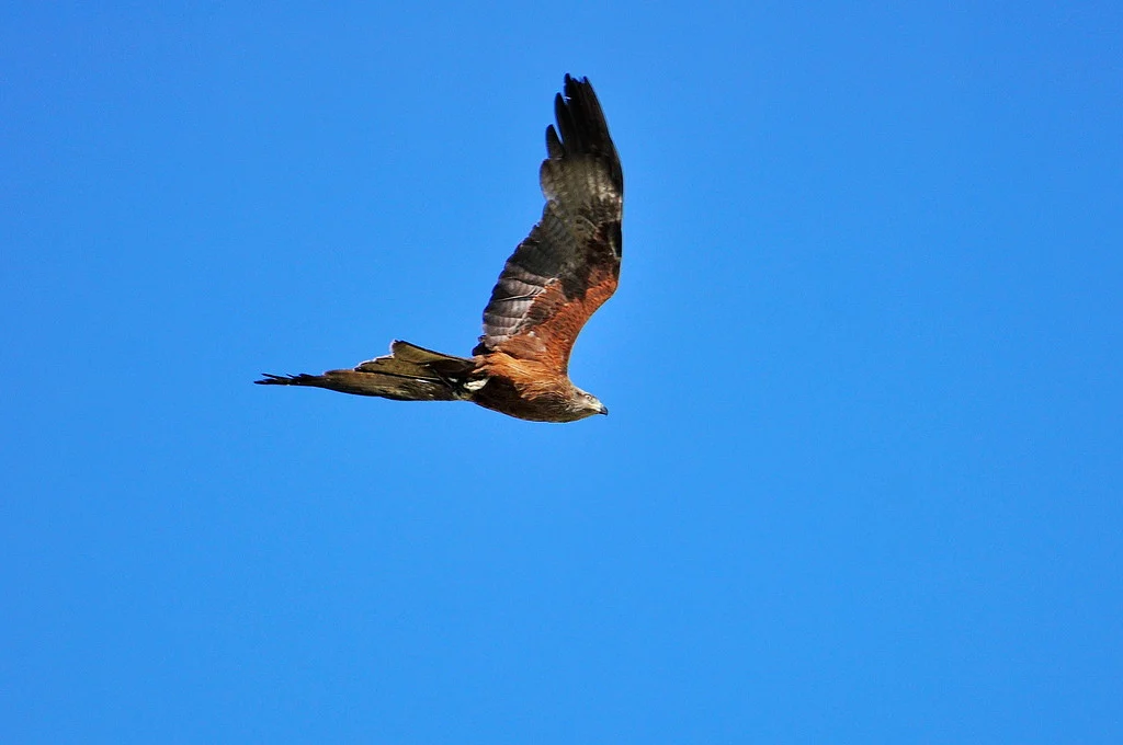 Black Kite