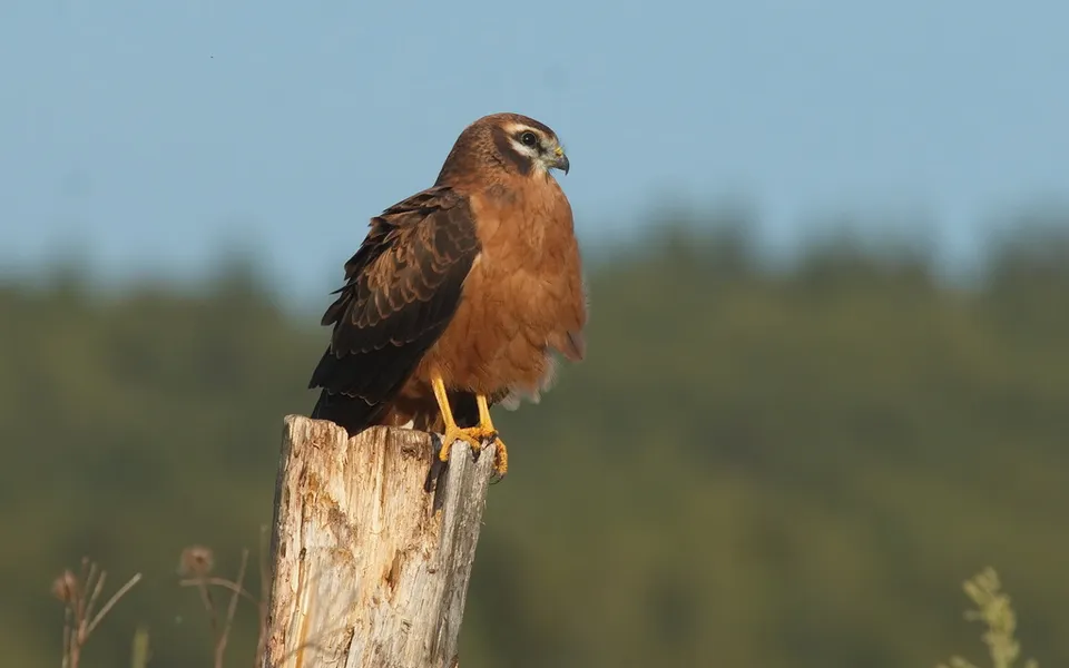 Montagu's Harrier (Circus pygargus) — photo 3 of 3