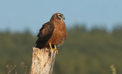 Montagu's Harrier (Circus pygargus) — photo 3 of 3