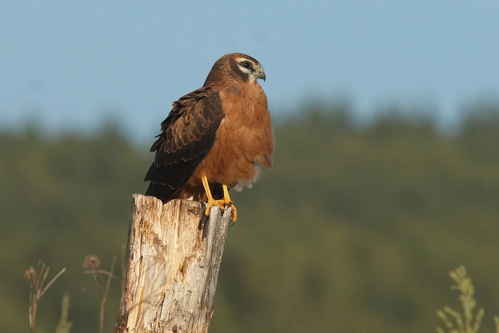 Montagu's Harrier (Circus pygargus) — photo 3 of 3
