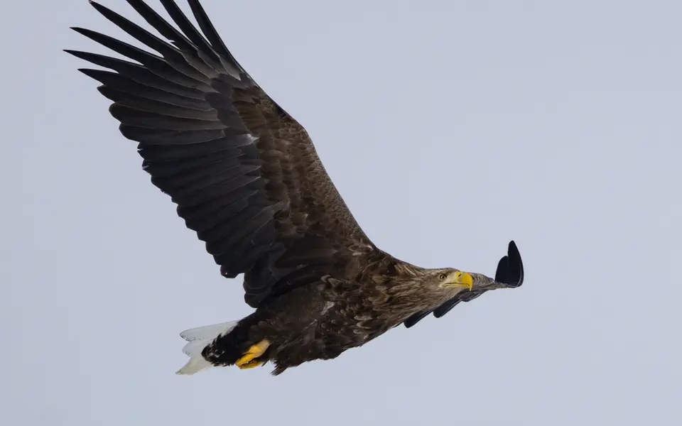 White-tailed Eagle (Haliaeetus albicilla) — photo 3 of 4
