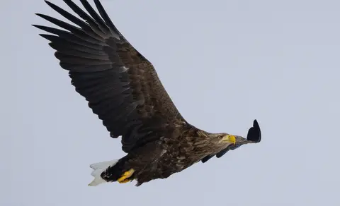 White-tailed Eagle (Haliaeetus albicilla) — photo 3 of 4